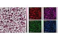 A fusion of excellence: The thrilling synergy of Gatan and EDAX in our merged company, advancing science in Central and Eastern Europe