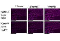 Revolutionizing light element detection: Windowless EDAX EDS detector sets a new benchmark