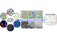 New insights on cellular structures strengthening mechanisms and thermal stability of an austenitic stainless steel fabricated by laser powder-bed-fusion