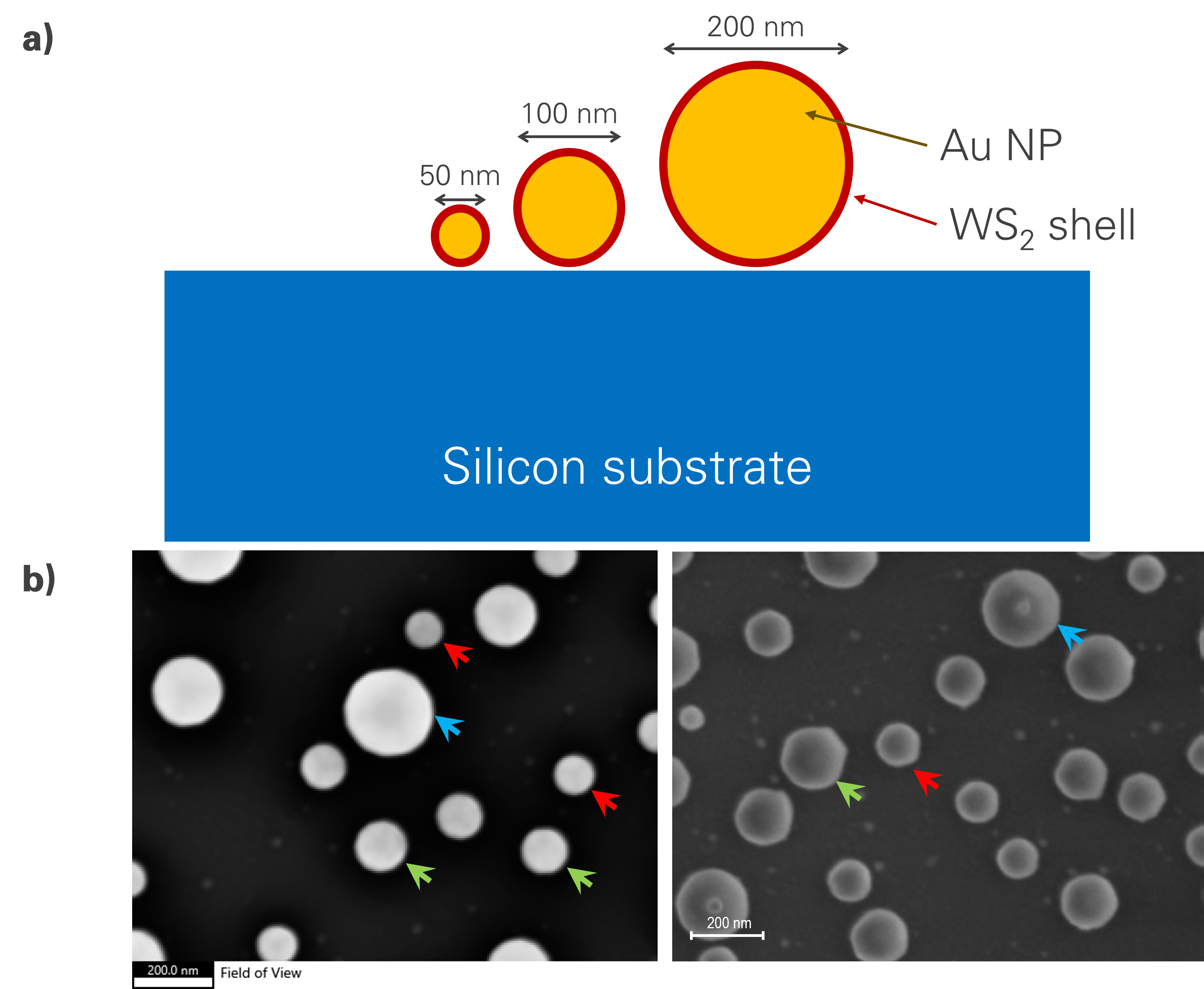 a) Schematic representation of the Au-WS2 nanohybrid particles in cross-section; a tungsten sulfide (WS2) shell is formed around gold nanoparticles of various sizes. The particles are sat on a silicon wafer substrate. b) Top-down secondary electron images of the nanohybrid particles examined in the SEM with Octane Elite Ultra EDS system (left) and other EDS system (right). Particles with diameters of 200 nm (blue arrow), 100 nm (green arrows), and 50 nm (red arrows) were observed.