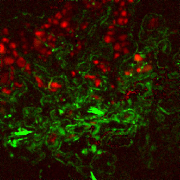 Extraction of CL trace elements (Fe in corundum) found at 460 nm (red) and (Sm in apatite) 605 nm (green).