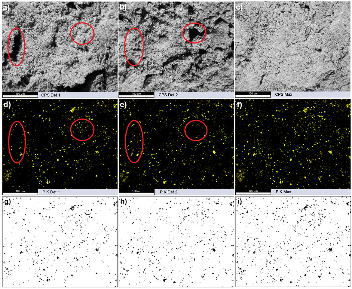 CPS maps collected from a) detector 1 and b) detector 2, and c) the maximum signal CPS map. d)-f) Corresponding elemental maps of P K of the above maps. The red circles highlight regions with missing signals from either detector. g-i) Binary images of the above elemental maps.