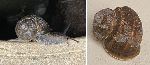 A common garden snail (Cornu aspersum) and an empty shell used for the analysis.
