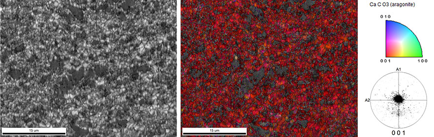 Image Quality (IQ) and aragonite IPF maps of the outer surface of the shell. The uniform red color and (001) pole figure indicate a very strong preferred crystal orientation.