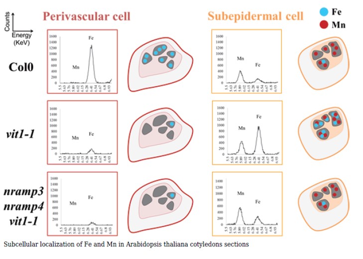 EDS spectra and cartoon characterization showing changes in Fe or Mn uptake and concenration as a function of phenotype of Arabidopsis thaliana cotelydons seed pods.