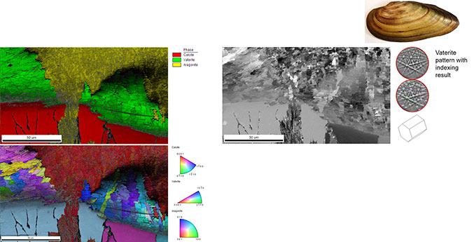 Three calcium carbonate polymorphs in Unio Pictorum (Painter's Mussel) shell